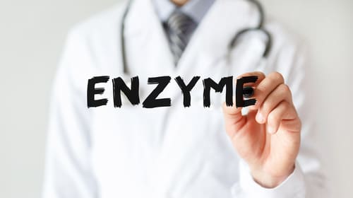 Enzymes digestifs enzyme digestif